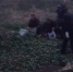 kubanskie-fermery-izbavlyayutsya-ot-urozhaya-video - LiveKuban.Ru