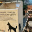 Акция по поиску хозяев для бездомных животных в Икее - 24Krasnodar.Ru