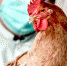 Ученые рассказали, как защититься от птичьего гриппа H5N8 - Кубанские Новости