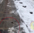 Жители Анапы сообщили о массовой гибели птиц в центральной части города - Югополис