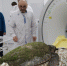 Средиземноморской черепахе, найденной в Анапе, сделали компьютерную томографию - KrasnodarMedia