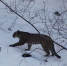 © Скриншот видео из телеграм-канала t.me/leopardcenter - Yuga.Ru