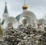Первые лица Кубани поздравили жителей региона с Вербным воскресеньем - Югополис