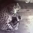 © скриншот видео из телеграм-канала https://t.me/leopardcenter/208 - Yuga.Ru