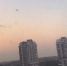 Нашествие стрекоз - 24Krasnodar.Ru