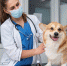 veterinarian taking care of pet dog - НИА-Кубань