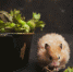 Игру Hamster Kombat в Telegram хотят запретить - Кубанские Новости