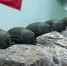 Темрюкским районом передано в зону СВО гуманитарной помощи на 49 млн рублей - Кубанские Новости