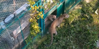 Фото: t.me/leopardcenter - ТК Краснодар