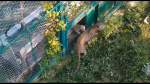 Фото: t.me/leopardcenter