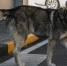 Уголовное дело возбуждено после нападения бродячих собак на девушку в Краснодаре - Кубанские Новости