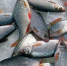 Узнай о зимней ловле плотвы всё: вот что сделает из тебя настоящего знатока её повадок - Кубанские Новости