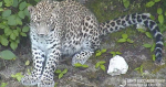 Фото: t.me/leopardcenter