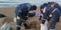 На уборке пляжей Анапы от мазута увеличили количество людей и техники - Кубанские Новости