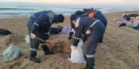 На уборке пляжей Анапы увеличили количество людей и техники - Департамент информационной политики