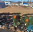 Более 45 га парка «Анапская пересыпь» покрыты мазутом - Газета Кубань Сегодня