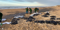РИА Новости: пятна мазута после крушения танкеров достигли Новороссийска - Югополис