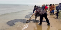 В районе пляжа «Динамо» в Анапе зафиксирован повторный выброс мазута - Югополис