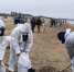 Почти 64 тысячи тонн загрязненного грунта убрано с пляжей Анапы и Темрюкского района - Газета Кубань Сегодня