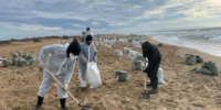 Краснодарцы за сутки вывезли более 320 кубометров загрязненного грунта с пляжей Анапы - KrasnodarMedia