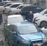 Полиция проверит информацию  о проведении собачьих боев в Крымском районе - KrasnodarMedia