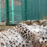 Фото: t.me/leopardcenter - ТК Краснодар