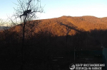Фото: t.me/leopardcenter