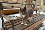 Можно ли кошкам жить в подвале многоквартирного дома - разъяснения экспертов