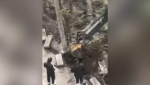 Подрядчик повредил деревья при благоустройстве сквера Чепеги в Краснодаре