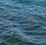 Водолазы не нашли следов мазута на дне моря у пляжей Севастополя - Кубанские Новости
