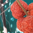 Клубника? Лучше! 5 причин купить саженцы клубничного дерева этой весной - Кубанские Новости