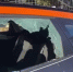 Пьяный приезжий палкой разбил 10 припаркованных автомобилей в Сочи - Кубанские Новости