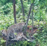 Фото: t.me/leopardcenter - ТК Краснодар