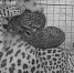 Фото: t.me/leopardcenter - ТК Краснодар