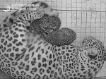 Два котенка родились в Центре восстановления леопарда в Сочи