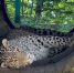 Фото: t.me/leopardcenter - ТК Краснодар