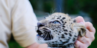 Читайте также: t.me/leopardcenter - ТК Краснодар