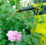 От нематоды и проволочника: выбираем сидераты, которые защитят от злостных вредителей - Кубанские Новости