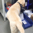 Наркотики из Франции нашли на почте краснодарские таможенники - Газета Краснодарские известия