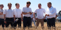 Вице-губернатор Андрей Коробка ознакомился с итогами уборки зерна в Кущевском районе - Кубанские Новости