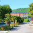 В Абрау-Дюрсо появилась пальмовая аллея из 15 деревьев - LiveKuban.Ru