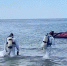 Более 17 тысяч раз спустились спасатели на дно Черного моря для сбора мазута - Кубанские Новости