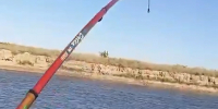 Дельфин запутался в рыболовной леске в реке Бейсуг на Кубани - Комсомольская Правда