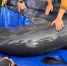 Заплывшую в реку афалину выпустили в море вблизи Анапы - Новая Газета Кубани
