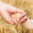 Female hand holding arm of adoptive child against yellow wheat background - Краевое профобъединение