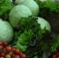 На ярмарках Кубани реализовали продукцию на 187 млрд рублей - Комсомольская Правда