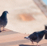 Юрист предупредила о штрафах за кормление птиц - KrasnodarMedia