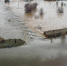 Названы причины прорыва орской дамбы в 2024 году - Газета Краснодарские известия