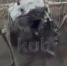 Краснодарцы сняли на видео упавший в центре города дрон - LiveKuban.Ru