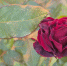 Фото: телеканал «Краснодар» - ТК Краснодар